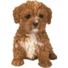 Pet Pals Cavapoo Chocolate F