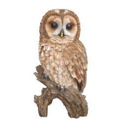 Real Life Tawny Owl B