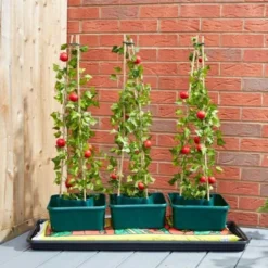 Tomato Gro-Box